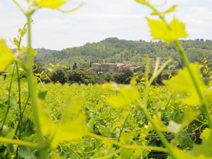 le-château-au-loin-dans-les-vignes le château vu de loin dans les vignes
