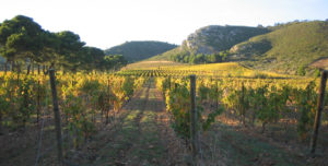 Vignoble Ollieux Romanis Corbieres entre Narbonne et Carcassonne