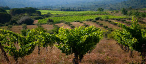 Domaine des Gafarots aux gîtes le Roc sur l'Orbieu entre Narbonne et Carcassonne