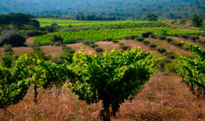 Photo le Vignoble des Corbières- Chambre Gîte Le Roc sur l'Orbieu entre Carcassonne et Narbonne